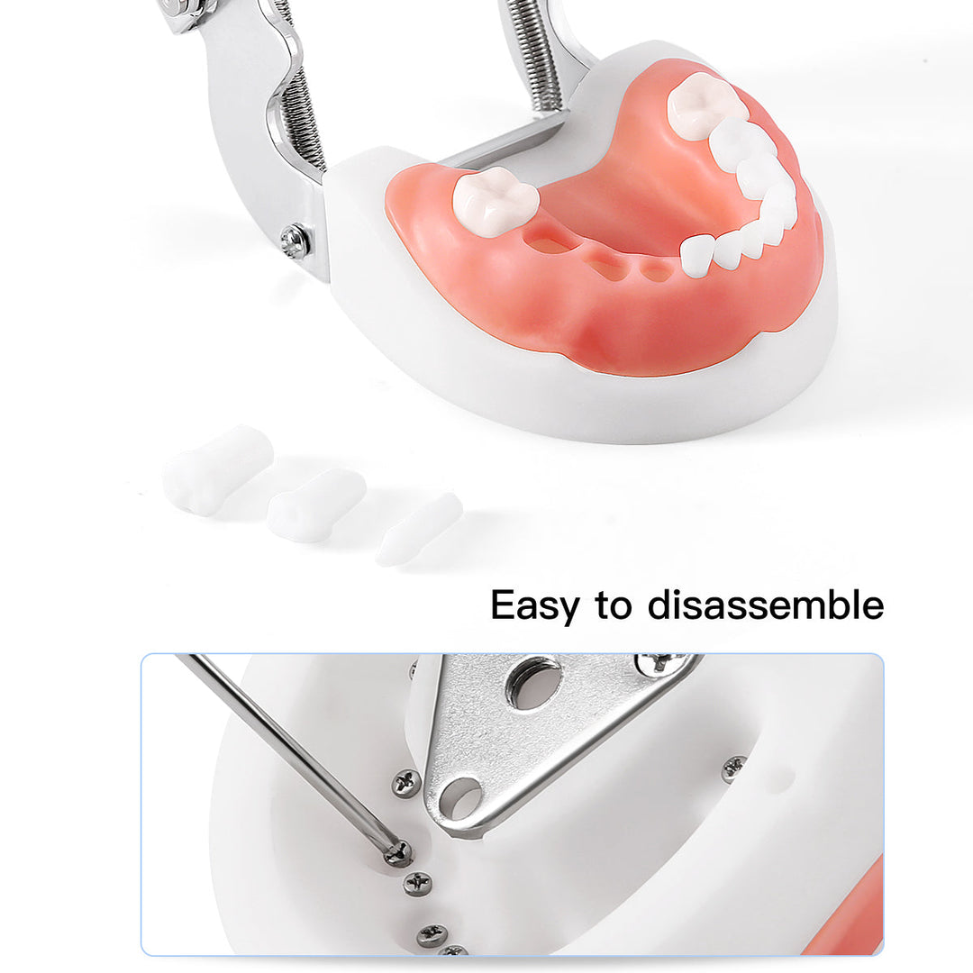 Dental Resin Training Typodont Teeth Model 24 Primary Teeth with Removable Teeth