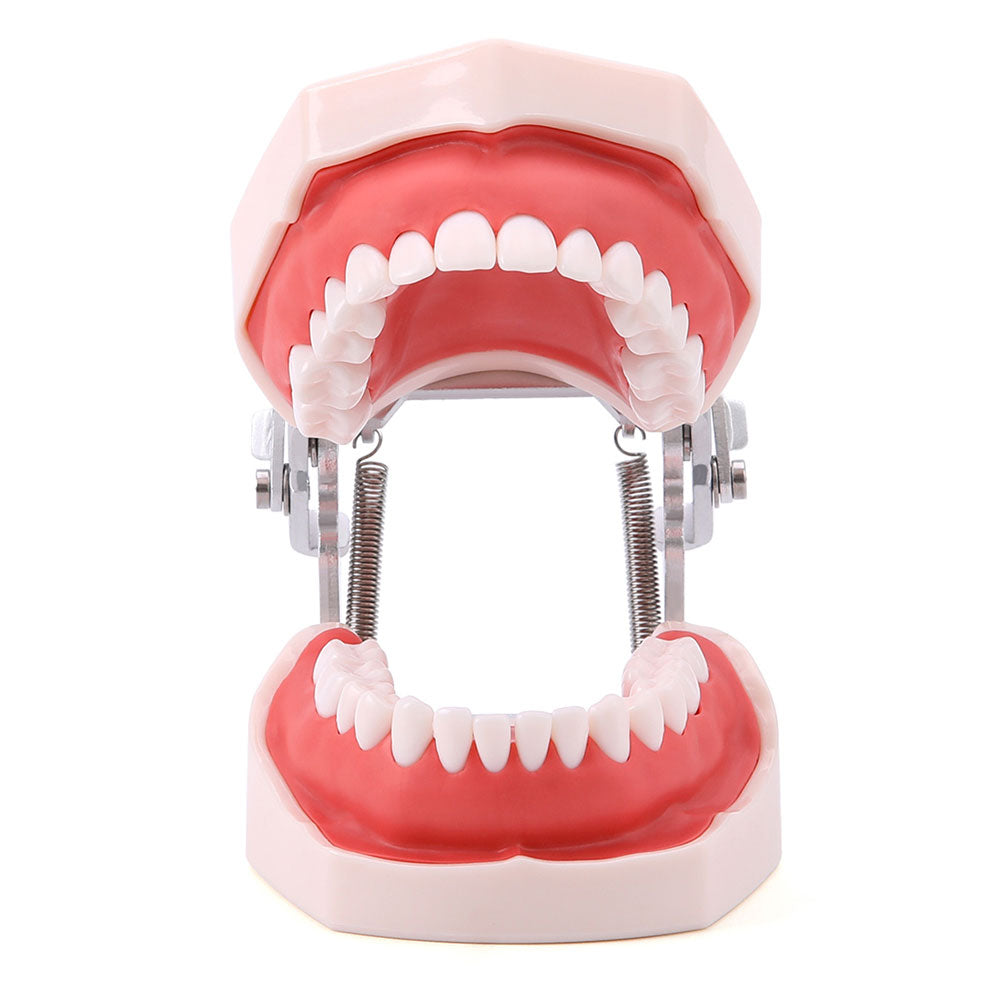 Dental Resin Training Typodont Teeth Model 28 Permanent Teeth with Removable Teeth