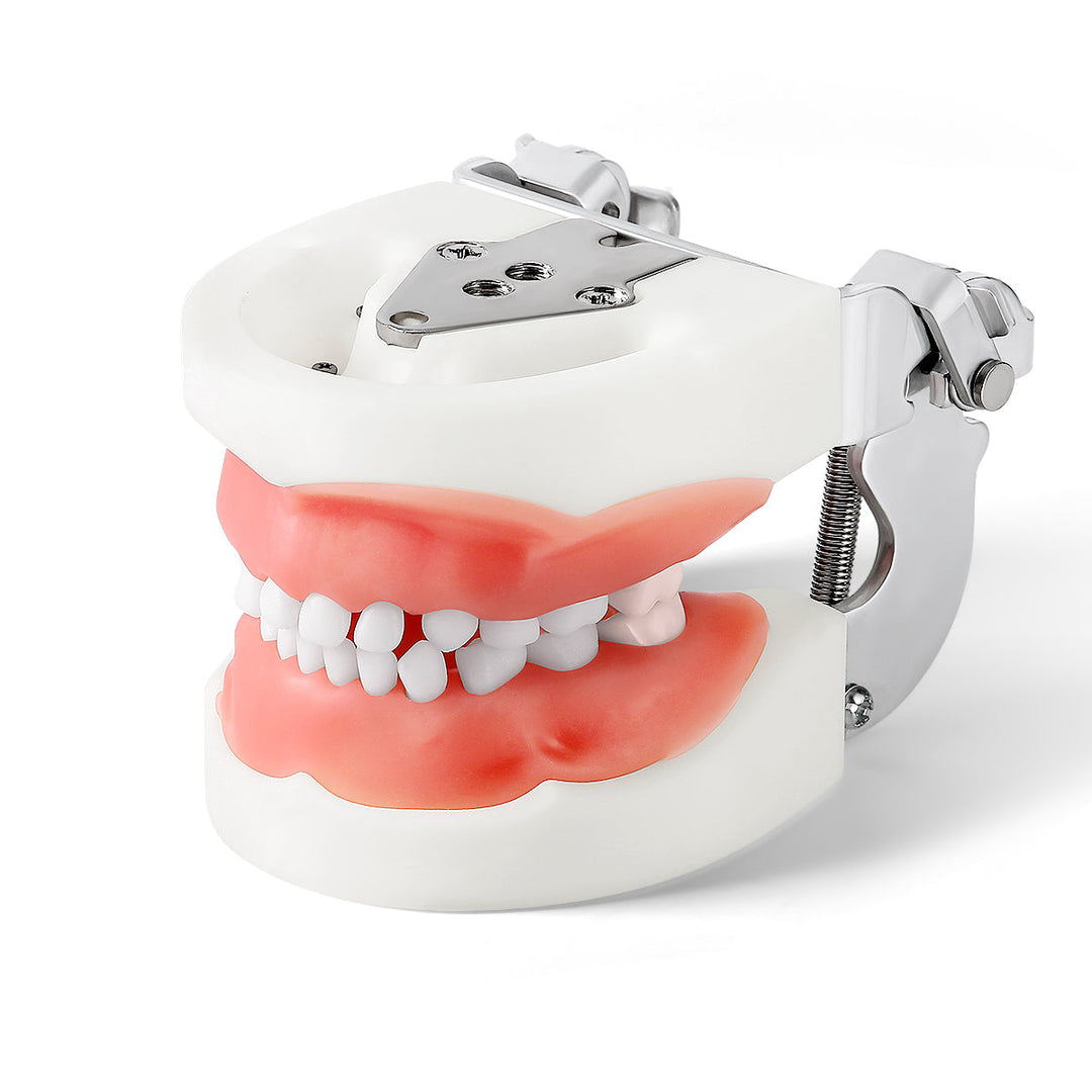 Dental Resin Training Typodont Teeth Model 24 Primary Teeth with Removable Teeth