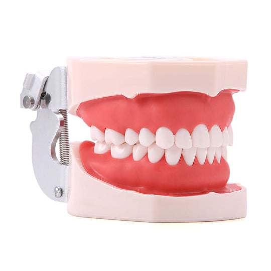 Dental Resin Training Typodont Teeth Model 28 Permanent Teeth with Removable Teeth