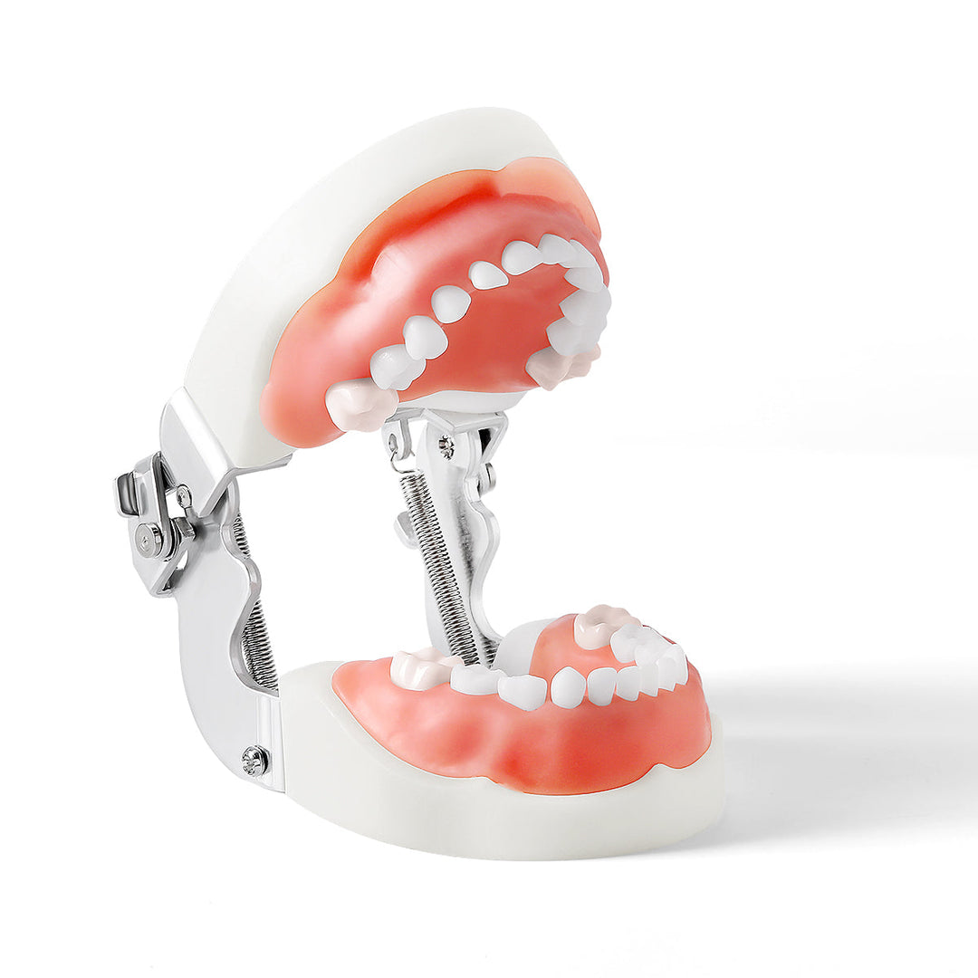 Dental Resin Training Typodont Teeth Model 24 Primary Teeth with Removable Teeth