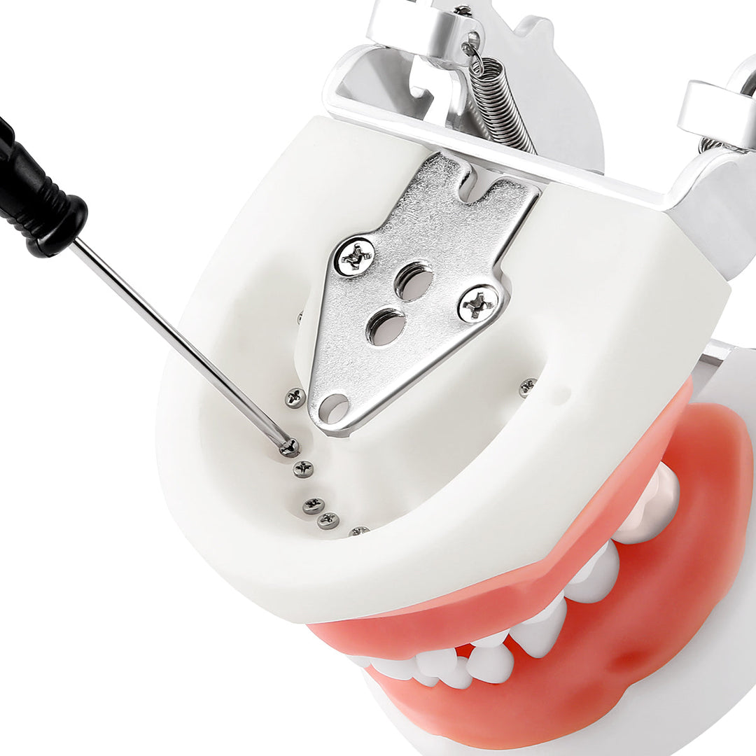 Dental Resin Training Typodont Teeth Model 24 Primary Teeth with Removable Teeth