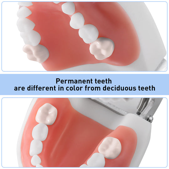 Dental Resin Training Typodont Teeth Model 24 Primary Teeth with Removable Teeth