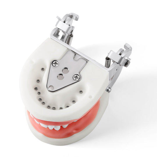 Dental Resin Training Typodont Teeth Model 24 Primary Teeth with Removable Teeth