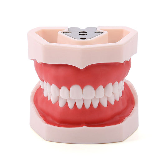 Dental Resin Training Typodont Teeth Model 28 Permanent Teeth with Removable Teeth