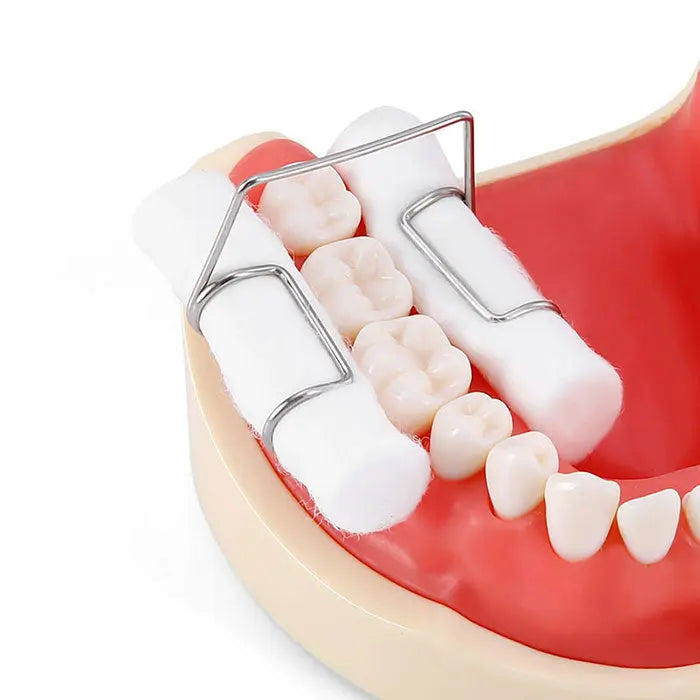 Dental Cotton Roll Holder Stainless Steel Clip Autoclavable 4pcs/Box in use on dental model, showcasing cotton rolls held securely in place by metal clips to isolate teeth and maintain dry working area during dental procedures