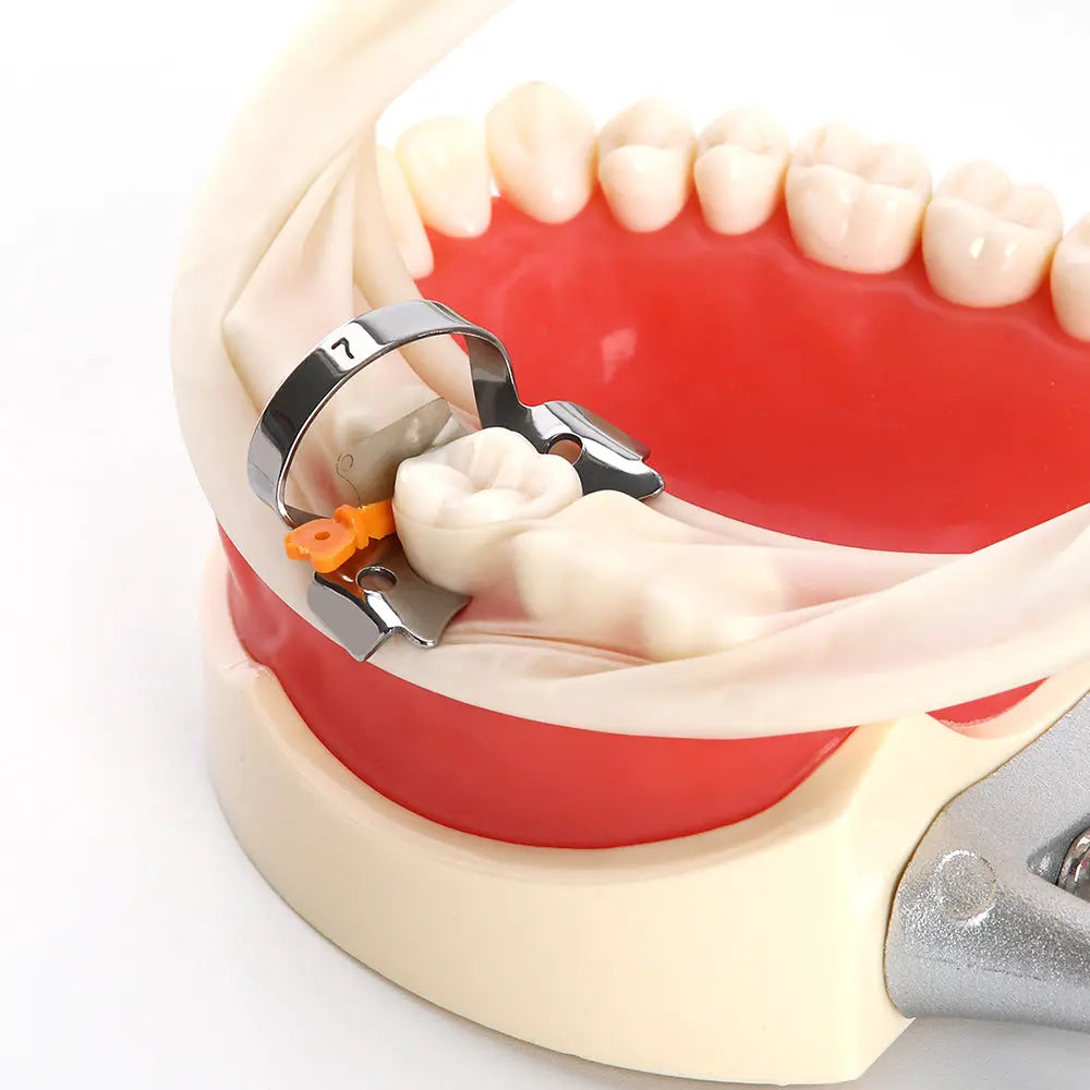 Dental Prime Teeth Interproximal Plastic Wedge with Protection Dental Steel Matrix Medium Orange 50/Box shown in dental model. Metal matrix band and orange plastic wedge positioned between molars, demonstrating proper placement for dental procedures.