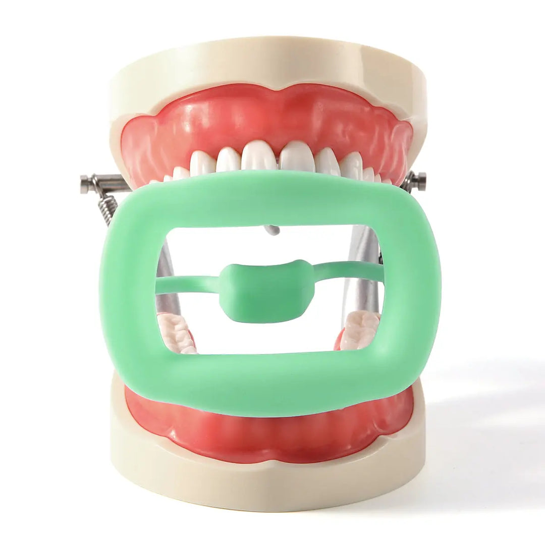 Dental Soft Mouth Opener Orthodontic 3D Intraoral Lip Cheek Retractor shown on a dental model. Green silicone retractor holding open the mouth of a plastic teeth model, demonstrating its use in dental procedures and examinations.