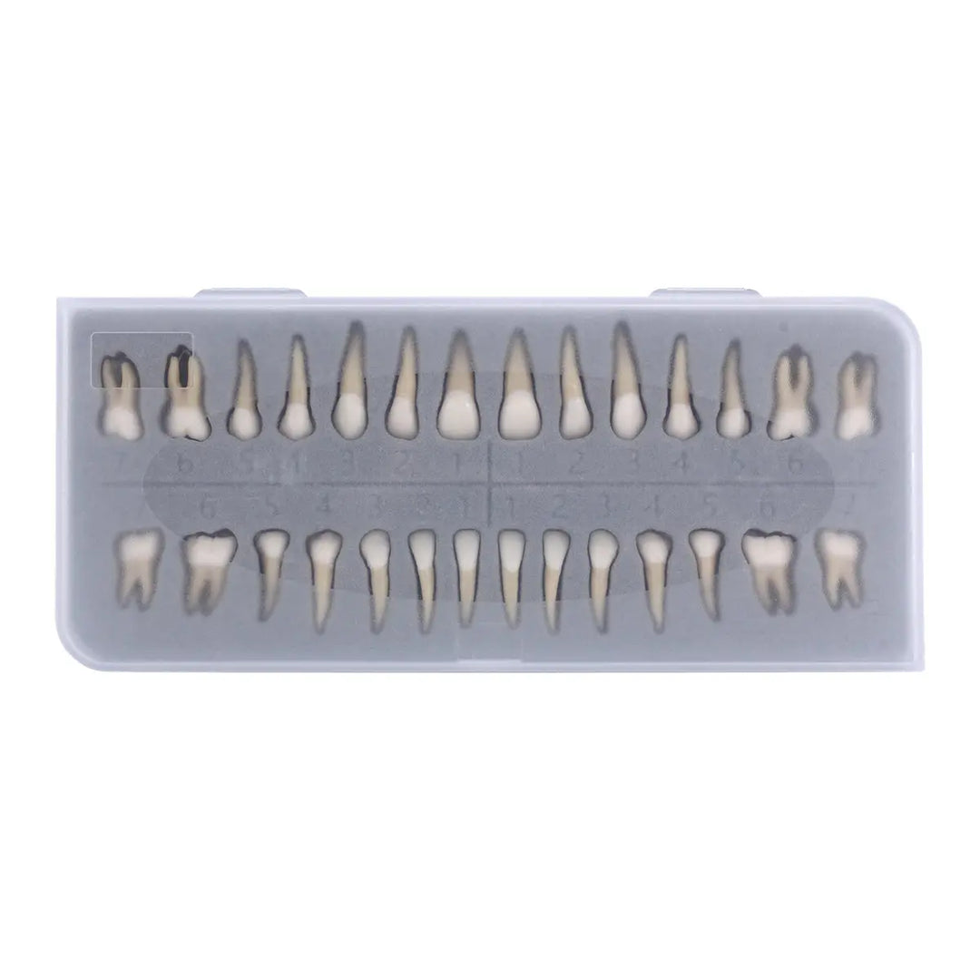 Dental 1:1 Permanent Teeth Demonstration Model 28pcs/Set displayed in a clear plastic case. Two rows of realistic tooth models, including incisors, canines, premolars, and molars, arranged in anatomical order for educational purposes.