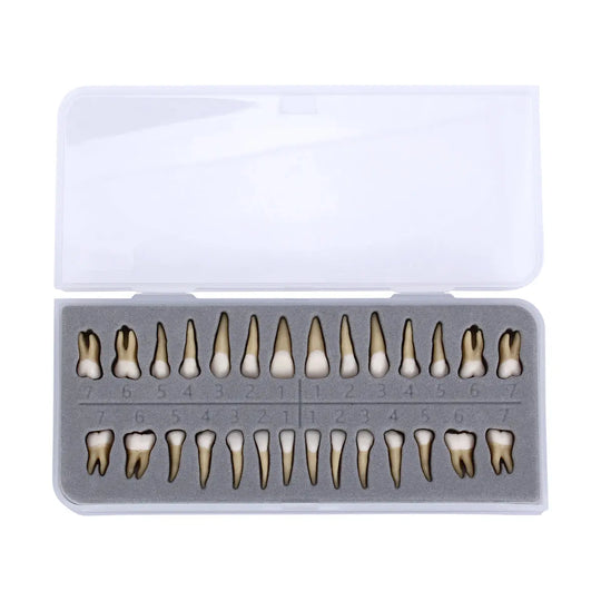 Dental 1:1 Permanent Teeth Demonstration Model 28pcs/Set displayed in an open plastic case. The set includes 28 resin teeth models arranged in two rows, showcasing various tooth shapes and sizes for educational purposes in dentistry.