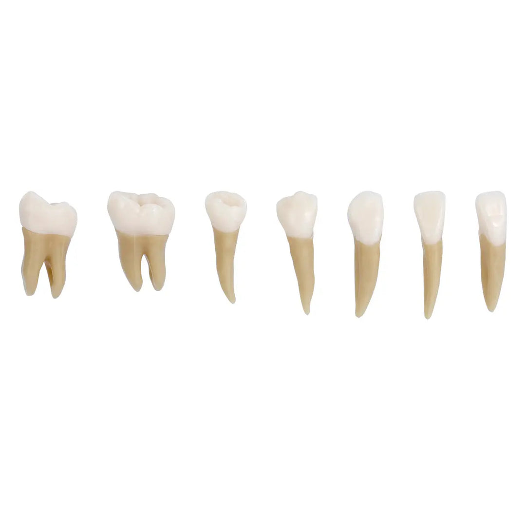 Dental 1:1 Permanent Teeth Demonstration Model 28pcs/Set showing seven realistic resin teeth models in a row, displaying various tooth shapes and sizes for dental education and study purposes