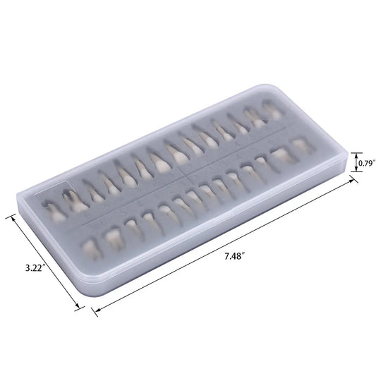 Dental 1:1 Permanent Teeth Demonstration Model 28pcs/Set displayed in a rectangular plastic tray with dimensions. Model shows realistic tooth shapes arranged in two rows, ideal for dental education and study. Resin material, life-size replicas of adult teeth for professional training.