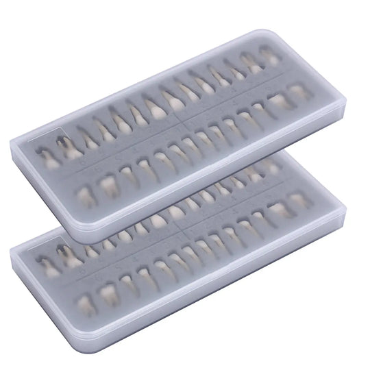 Dental 1:1 Permanent Teeth Demonstration Model 28pcs/Set - Two rectangular gray trays displaying realistic tooth models arranged in rows, showcasing a complete set of adult teeth for dental education and study purposes