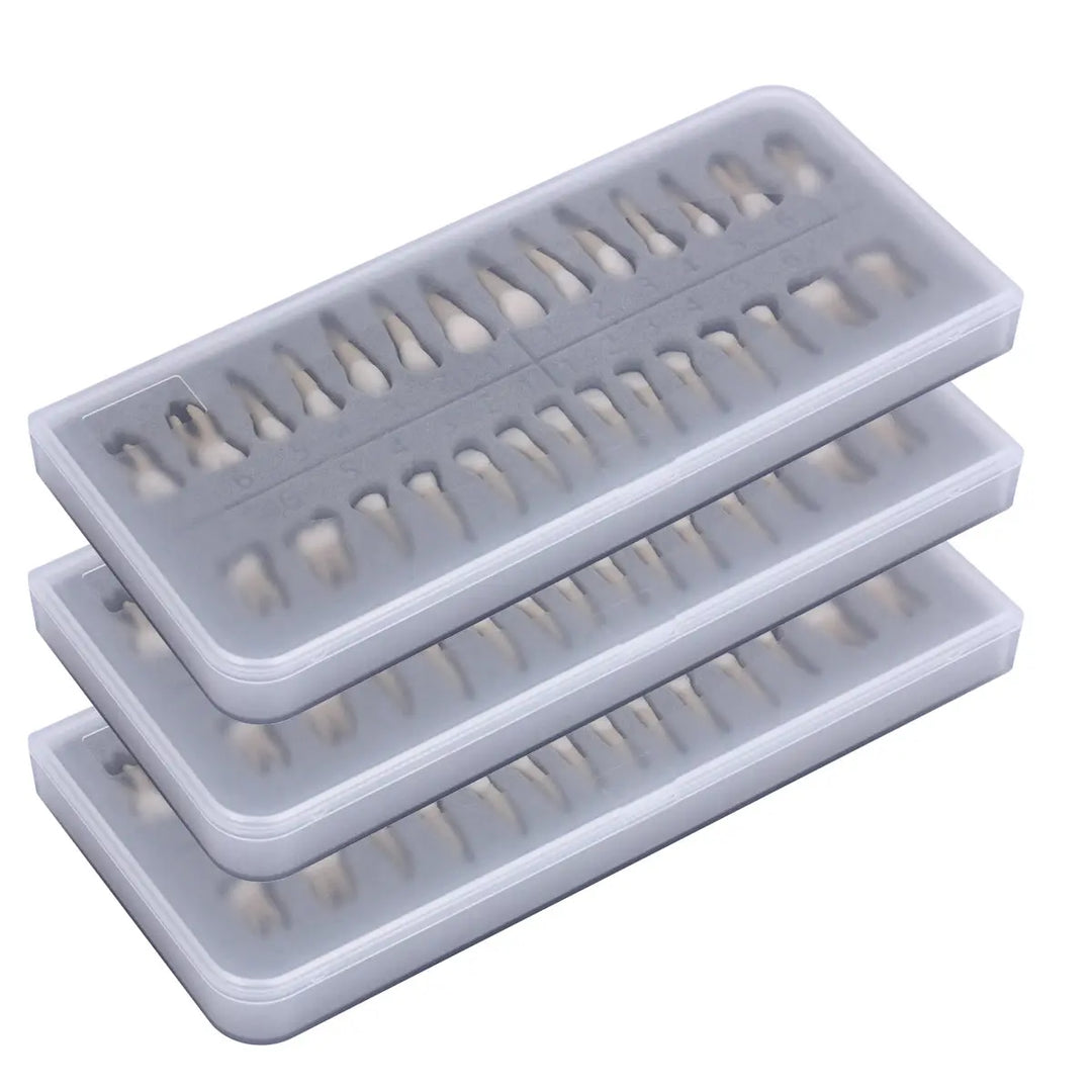 Dental 1:1 Permanent Teeth Demonstration Model 28pcs/Set featuring three stacked rectangular trays containing realistic resin tooth models for dental education and study purposes