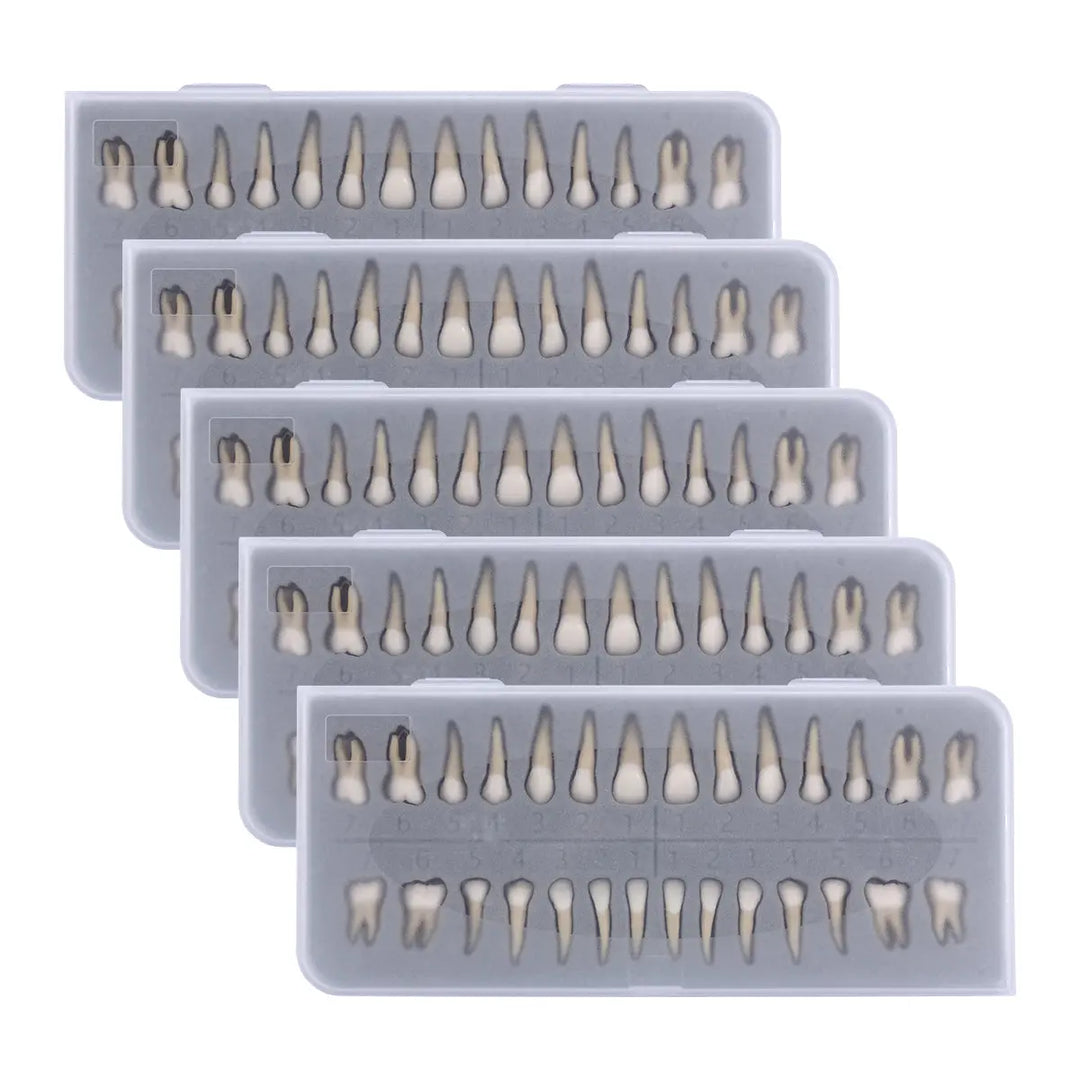 Dental 1:1 Permanent Teeth Demonstration Model 28pcs/Set displayed in five transparent plastic trays, each containing realistic resin teeth models arranged in rows, showcasing various tooth types for dental education and study purposes.