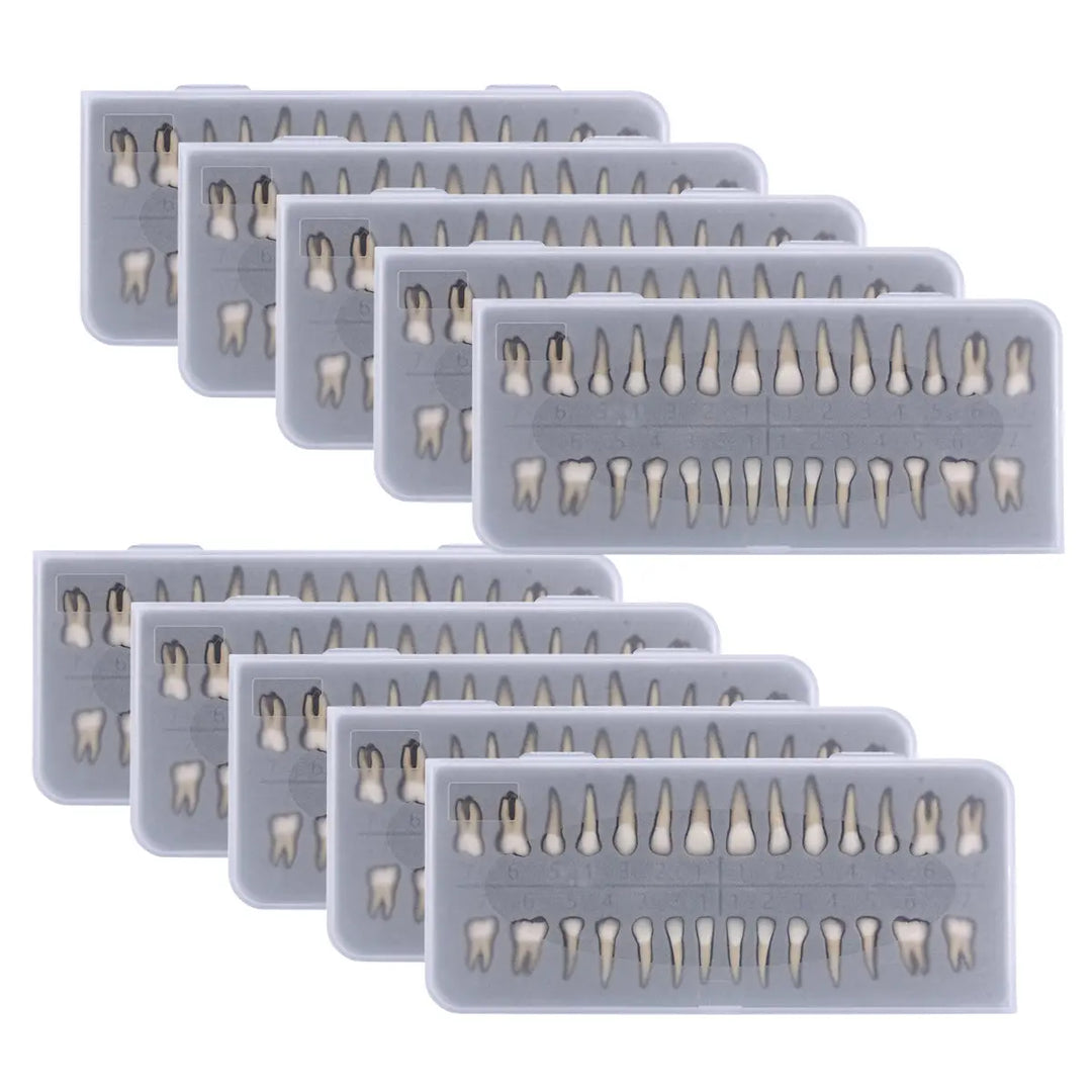 Dental 1:1 Permanent Teeth Demonstration Model 28pcs/Set displayed in multiple gray plastic trays, each containing a full set of realistic resin tooth models arranged in upper and lower rows, showcasing various tooth shapes and sizes for educational purposes