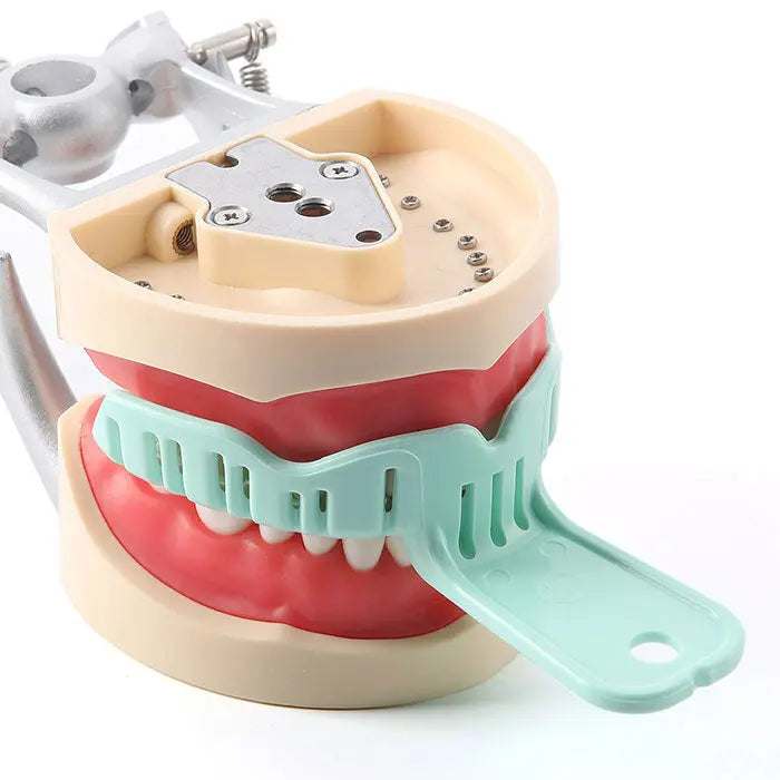 Dental Impression Trays Full Mouth for Teeth Mold Tray S M L Green 6pcs/Set: Close-up of dental model showing teeth, gums, and a mint green impression tray in place, demonstrating the use and fit of the product for taking dental impressions.