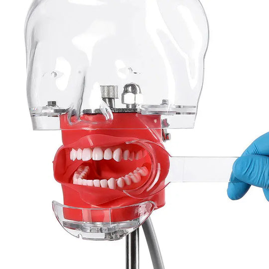 Dental T-Shape Double Head Cheek Retractors Mouth Opener demonstrated on dental model. Red mouth with teeth visible, transparent retractor in place, blue-gloved hand adjusting device. Shows product functionality for dental procedures.