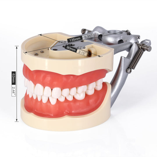 Dental Teeth Model With Removable Teeth