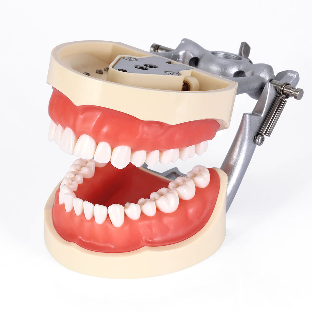 Dental Teeth Model With Removable Teeth