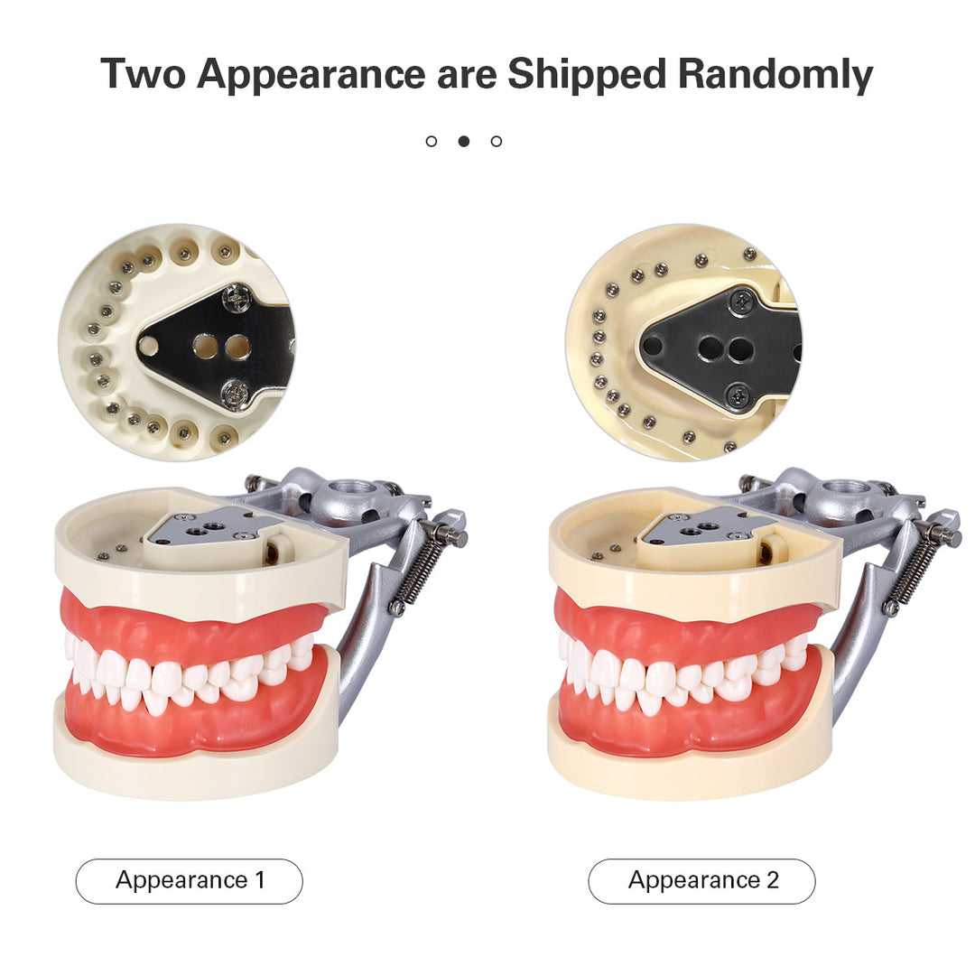 Dental Teeth Model With Removable Teeth