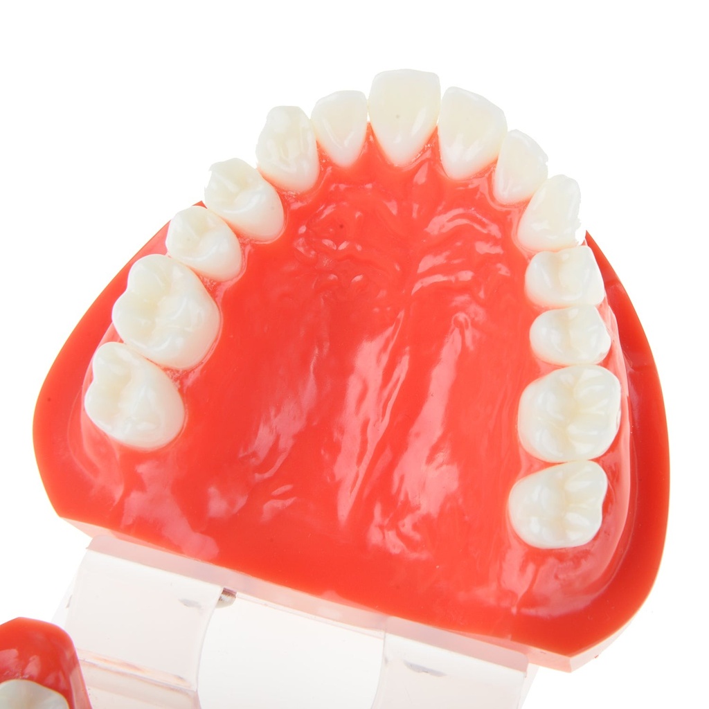 [1542100100] Dental Adult Standard Typodont Demonstration Teeth Model