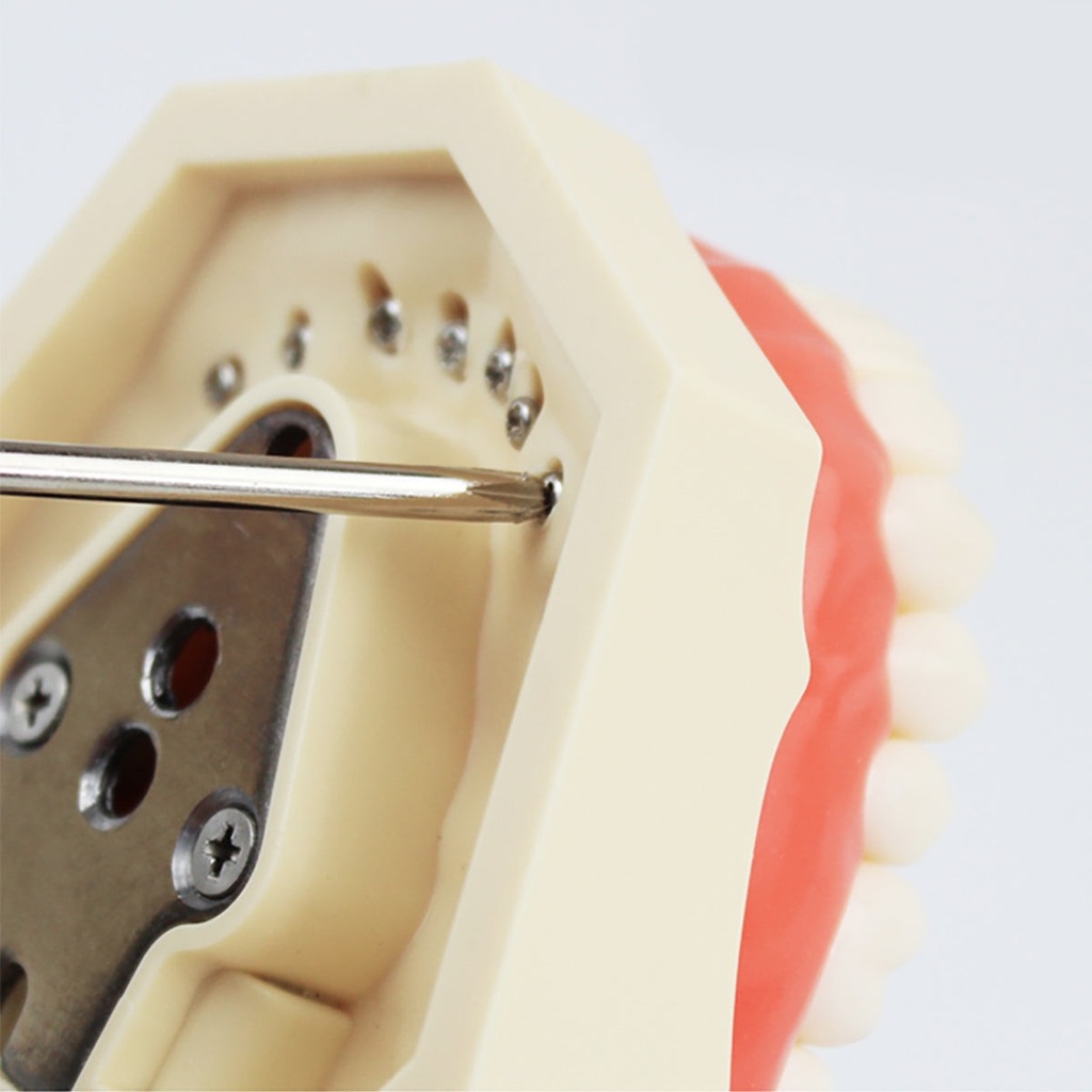 [1549300101] Dental Teeth Model With Removable Teeth