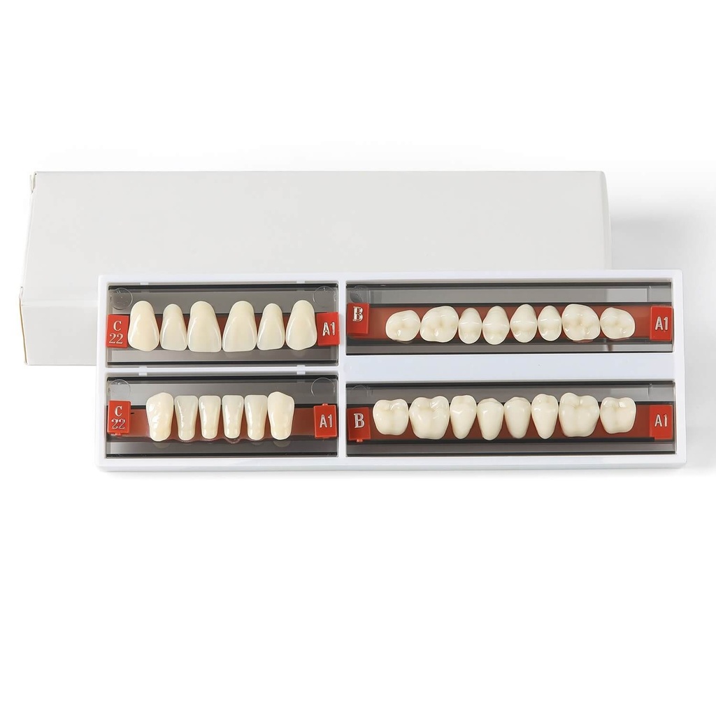 [112001003] Dental Synthetic Resin Teeth Denture A1 A2 A3 Shade GL-I Two-Layer 28 Teeth/Set (GL-I (Medium) / C22/C22/A-B/A-B A1 / 1 Set)