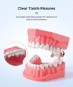 Dental 1:1 Standard /2 Times Teeth Model Brushing Flossing Practice Studying Teaching
