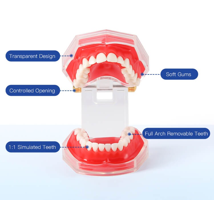 [132002070] Dental Adults 28-Tooth Standard Extraction Model Detachable Teaching Teeth Tool (1 Set)