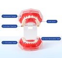 Dental Adults 28-Tooth Standard Extraction Model Detachable Teaching Teeth Tool