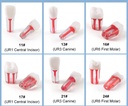 Dental Endo Teeth Model Transparent Root Canal Practice Block RCT Pulp Cavity Study Training Teaching 5Pcs/Set