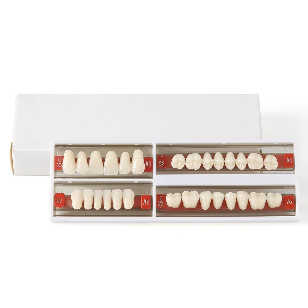 Dental Synthetic Resin Teeth Denture A1 A2 A3 Shade GN-II Two-Layer 28 Teeth/Set (GN-II (Enhanced) / O22/67/T22/T22 A1 / 1 Set)